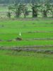 Filename=CIMG1566.JPG
Filesize=213KiB
Dimensions=810x1080
Date added=Jul 06, 2012 CIMG1566.JPG